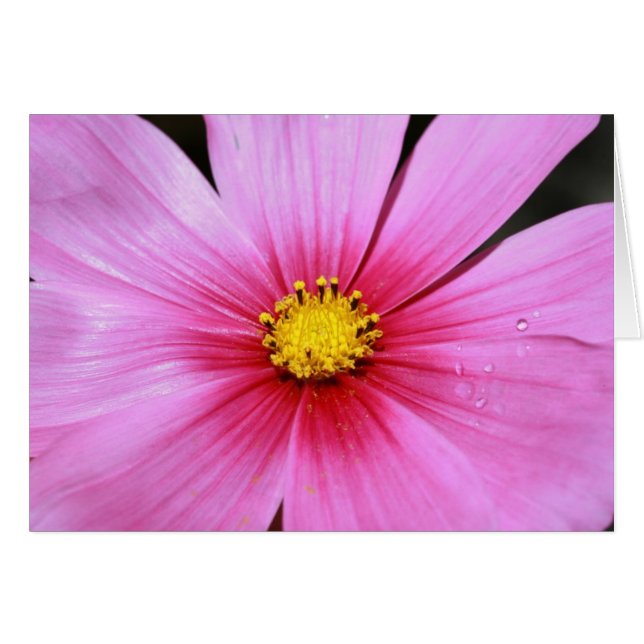 Carte blanche Cosmo rose (Devant horizontal)