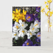 Carte blanche couleur Crocus Spring Fleurs (Fleur jaune)