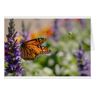 Carte blanche d'alimentation Monarch Butterfly