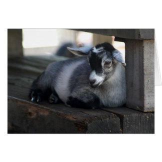 Carte blanche de chèvre