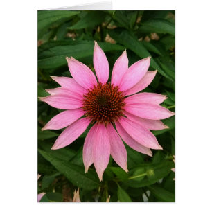 Carte blanche de confleur violet brillant