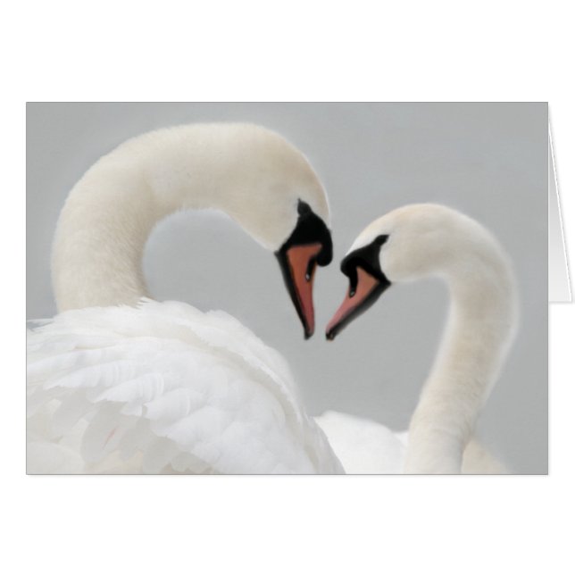 Carte blanche de cygnes (Devant horizontal)