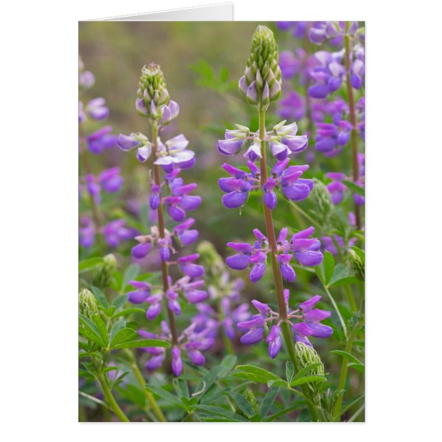 Carte blanche de fleur de Lupine (Devant)