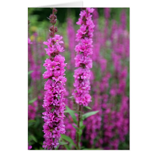 Carte blanche de fleurs roses (Devant)