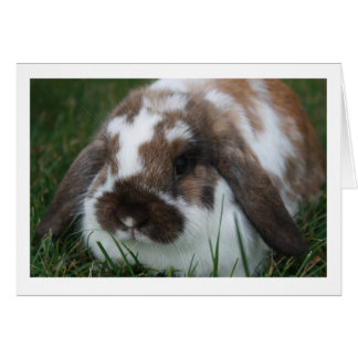 Carte blanche de lapin Holland Lop