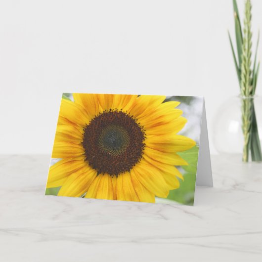 Carte blanche de tournesol (Devant)