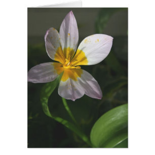 Carte blanche de tulipe