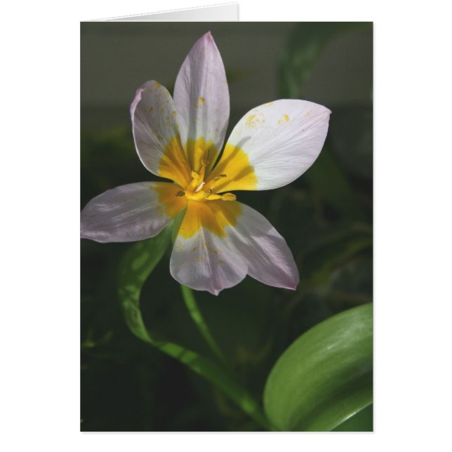 Carte blanche de tulipe (Devant)