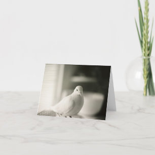 Carte blanche Dove