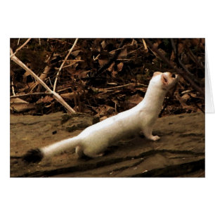 Carte blanche Ermine