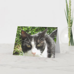 Carte blanche et noire amusante pour chat photo