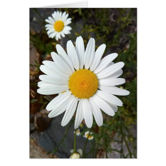 Carte blanche Fleur Perky Blanc (Devant)