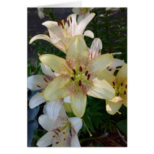 Carte blanche Fleurs jaunes tachetées