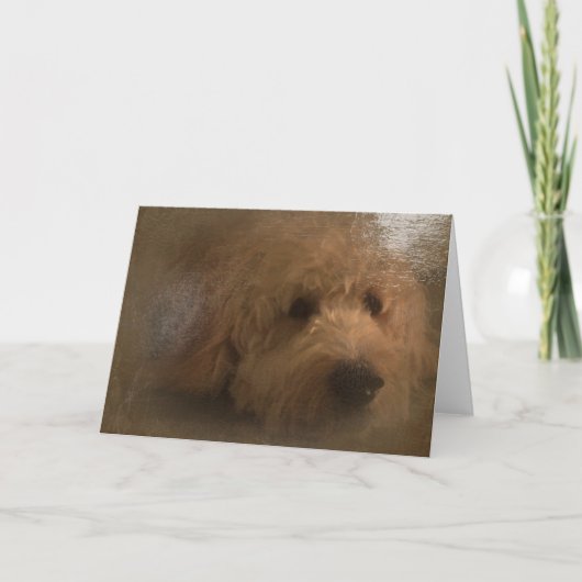 Carte blanche Goldendoodle (Devant)