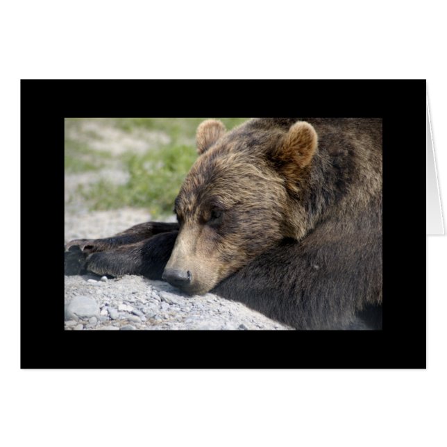 Carte blanche Grizzly Bear (Devant horizontal)