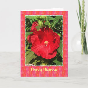 Carte blanche Hardy Hibiscus