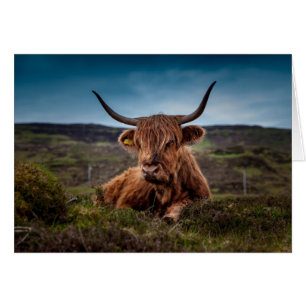 Carte blanche Highland Cow In Field