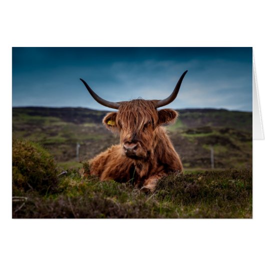 Carte blanche Highland Cow In Field (Devant horizontal)