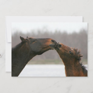 Carte blanche Kissing Horses