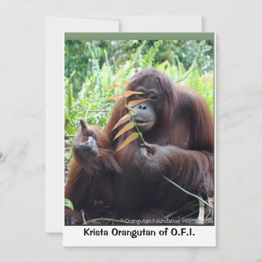 Carte blanche Krista Orangutan à Bornéo Rainforest (Devant)