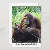 Carte blanche Krista Orangutan à Bornéo Rainforest (Devant / Derrière)