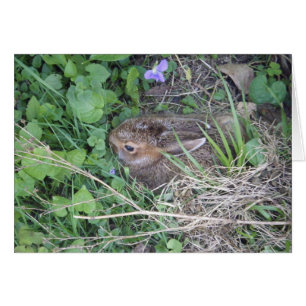 Carte blanche lapin bébé