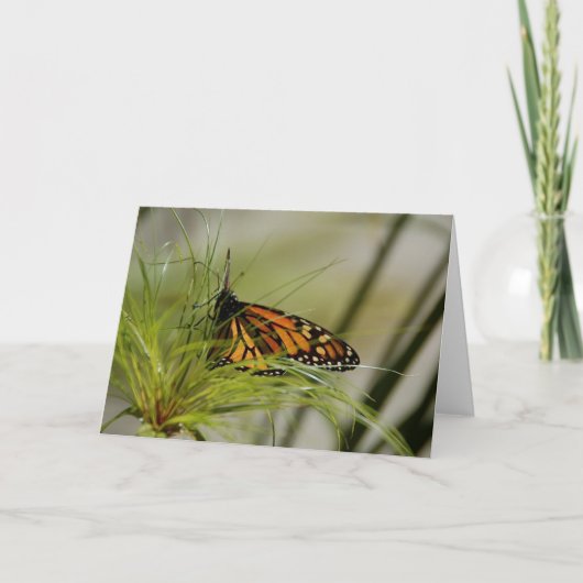 Carte blanche Monarch Butterfly (Devant)