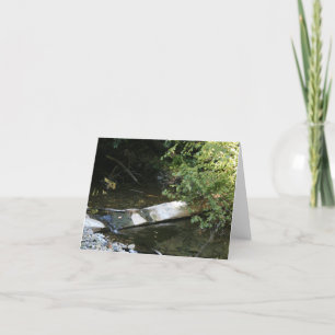 Carte blanche, Muir Woods