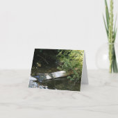 Carte blanche, Muir Woods (Devant)