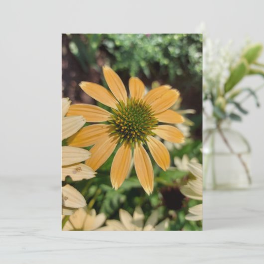 Carte blanche orange Echinacea Coneflower (Debout devant)