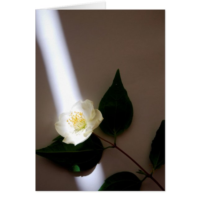 Carte blanche personnalisable (Devant)