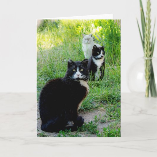 Carte blanche - Photo de chat "Trio", Feral Cats (Devant)