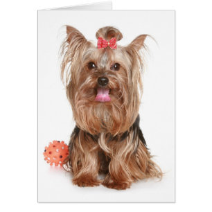 Carte blanche pour chien chiot Yorkshire Terrier