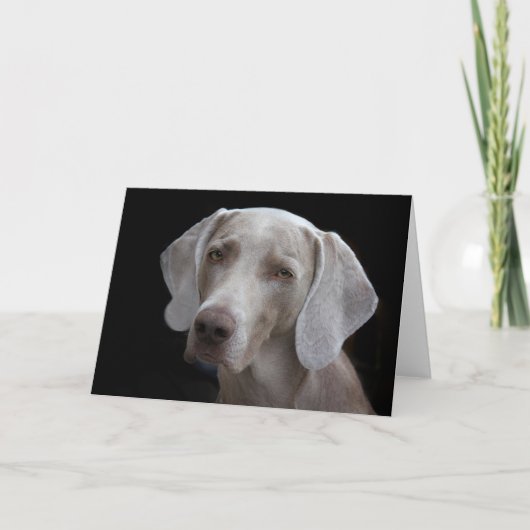 Carte blanche pour chien Weimaraner  (Devant)