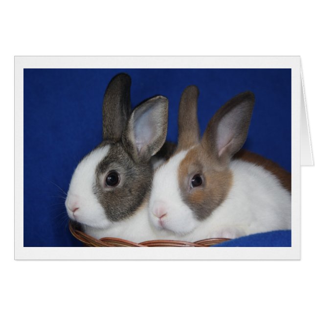 Carte blanche Rabbit néerlandais (Devant Horizontal)