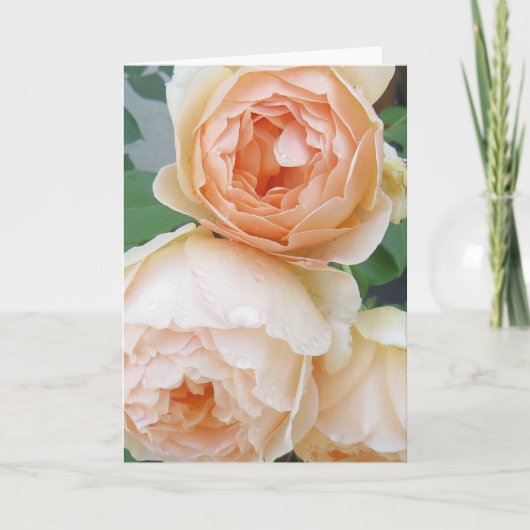 Carte blanche Rosa 'Jude the Obscure' (Devant)