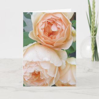 Carte blanche Rosa 'Jude the Obscure'