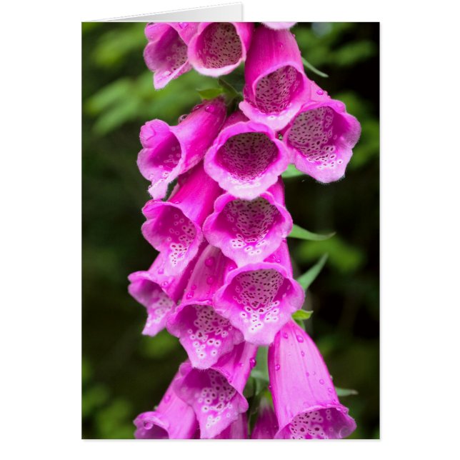 Carte blanche rose Foxglove (Devant)