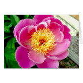 Carte blanche rose Peony (Devant horizontal)