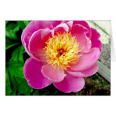 Carte blanche rose Peony (Devant horizontal)