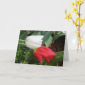 carte blanche rouge de tulipe (Fleur jaune)