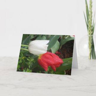 carte blanche rouge de tulipe