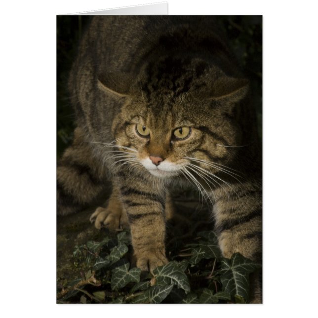 Carte blanche - Scottish Wildcat 2 (Devant)