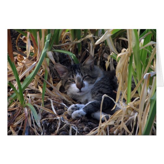 Carte blanche Shy Boy Cat (Devant horizontal)