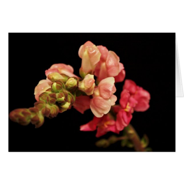Carte blanche "Snapdragon" (Devant horizontal)