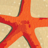 Carte blanche Starfish Beach Sand Water
