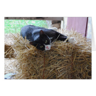 Carte blanche Tuxedo Cat