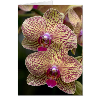 Carte blanche Vanda Orchidées