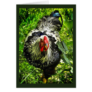 Carte blanche verte à coq argenté Laced Wyandott