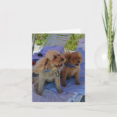 Carte Blank Inside, cockapoo dogs Enjoy Beach (Devant)